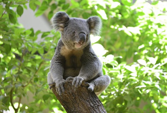 動物占いコアラの相性と性格 進化版60種類カラー キャラナビ 気になる話題 おすすめ情報館