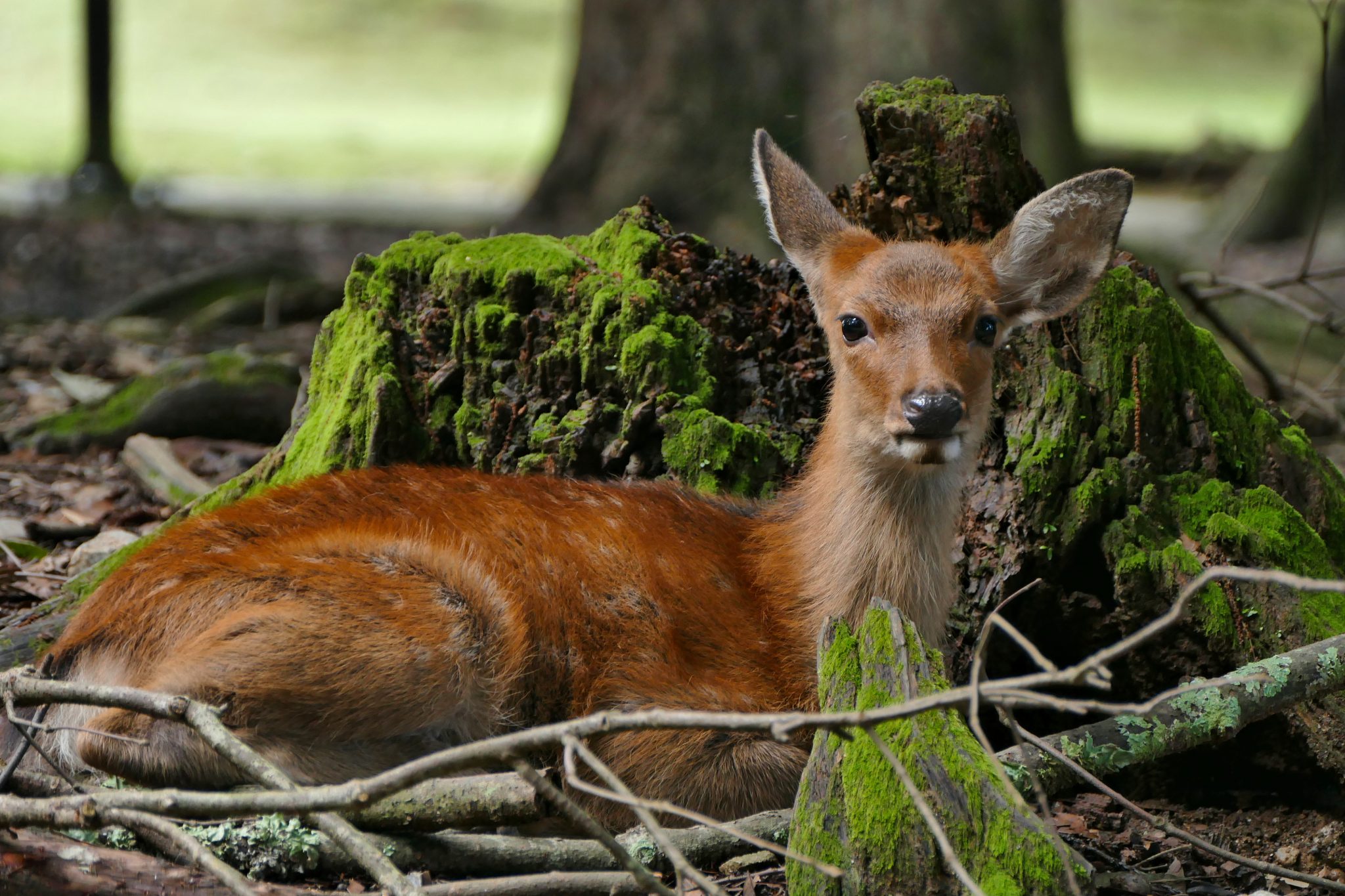 動物占いこじかの相性と性格 進化版60種類カラー キャラナビ 気になる話題 おすすめ情報館