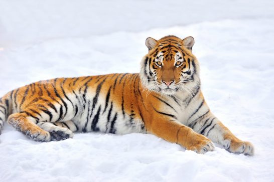 動物占い虎 トラ の相性と性格 進化版60種類カラー キャラナビ 気になる話題 おすすめ情報館