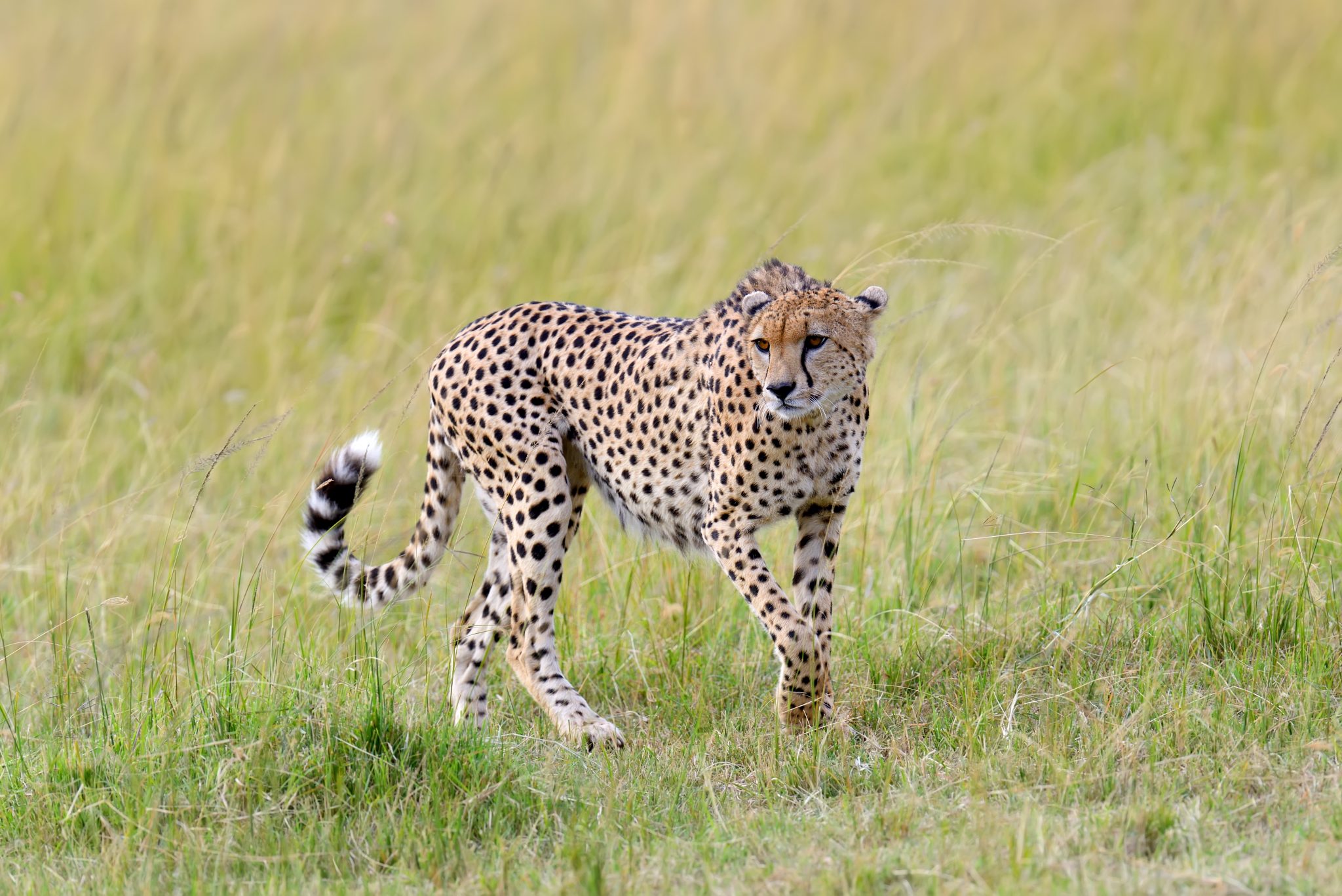 動物占いチーターの相性と性格 進化版60種類カラー キャラナビ 気になる話題 おすすめ情報館