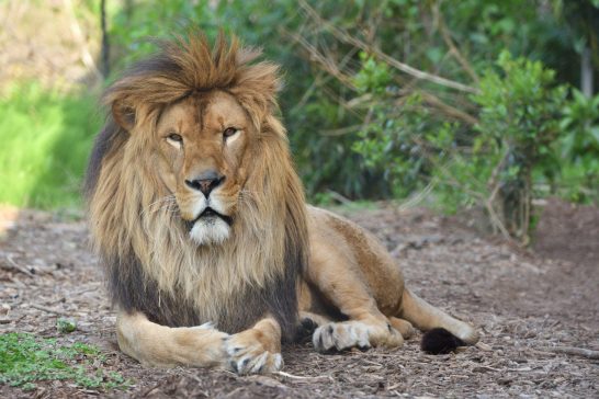 動物占いライオンの相性と性格 進化版60種類カラー キャラナビ 気になる話題 おすすめ情報館