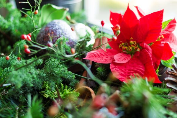 ポインセチアの花言葉 白やピンクの意味は クリスマスにふさわしい花 気になる話題 おすすめ情報館