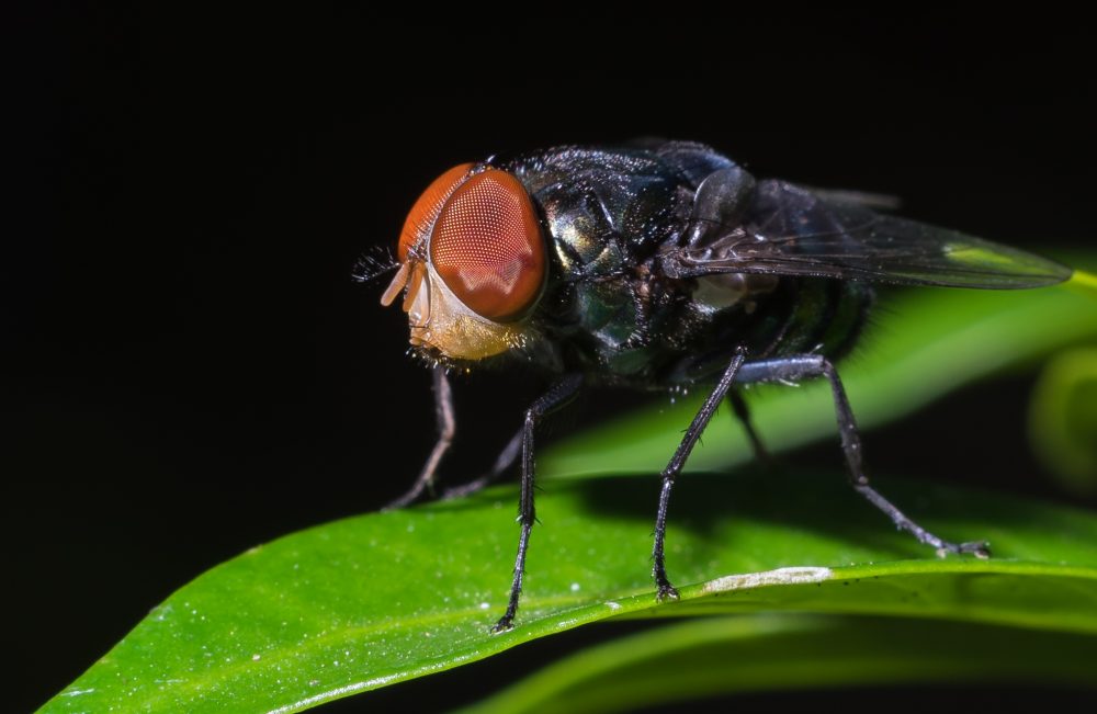 ハエの駆除方法や 寄せ付けない対策は 手作りめんつゆトラップも 気になる話題 おすすめ情報館