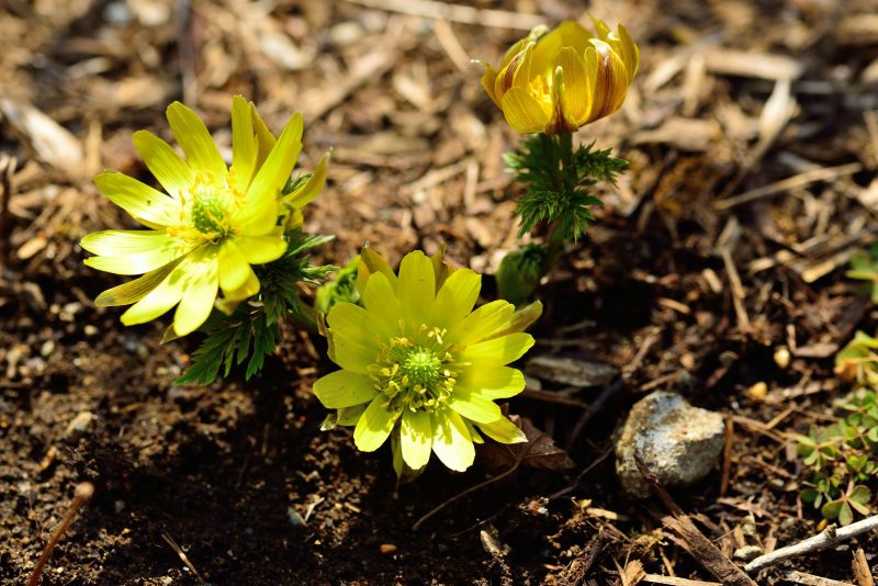 福寿草 ふくじゅそう の花言葉 怖い意味の言葉も 気になる話題 おすすめ情報館