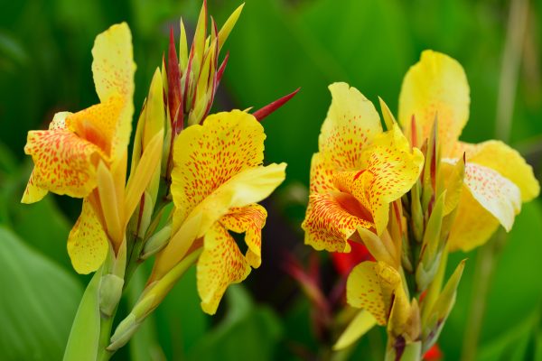 カンナの花言葉とは 色によって変わる花言葉も 気になる話題 おすすめ情報館