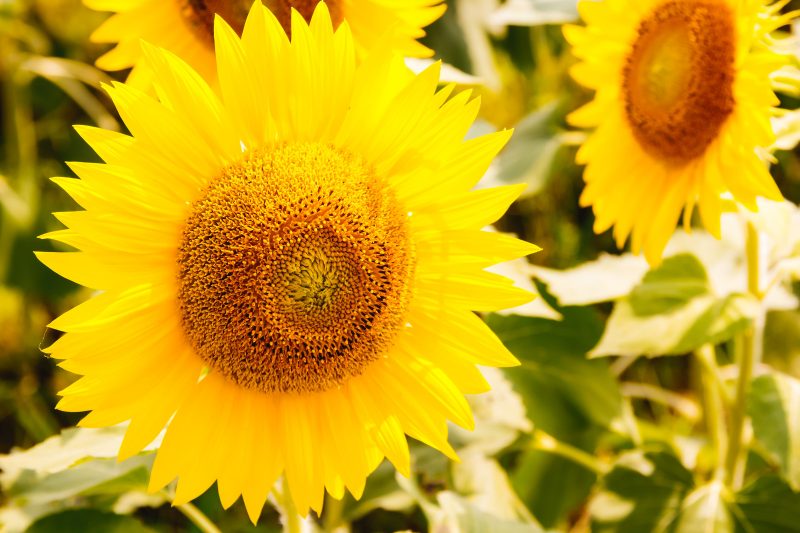 向日葵 ひまわり の花言葉 大きさや色で変わる言葉の意味も 気になる話題 おすすめ情報館