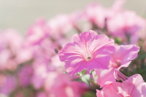 ペチュニアの花言葉 赤 ピンク 白 紫と色で変わる言葉の意味 気になる話題 おすすめ情報館