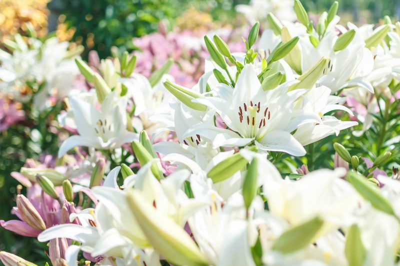 百合 ユリ の花言葉 色や種類ごとの花言葉や怖い意味も 気になる話題 おすすめ情報館