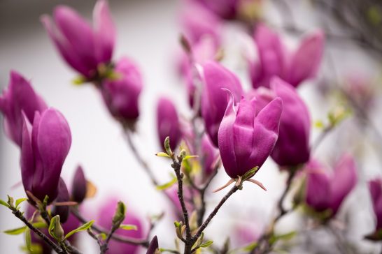 木蓮の花言葉 紫色や白色で変わる意味も 気になる話題 おすすめ情報館