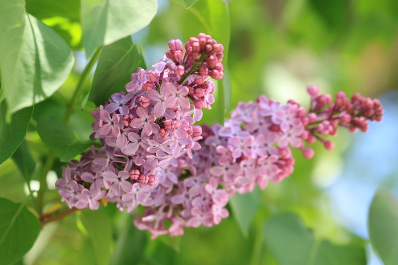 ライラックの花言葉 色で変わる意味や 実は怖い言葉も 気になる話題 おすすめ情報館