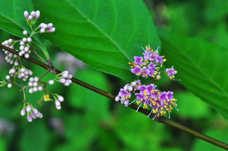 紫式部の花言葉 源氏物語の光源氏との関りがある 愛され上手 も 気になる話題 おすすめ情報館