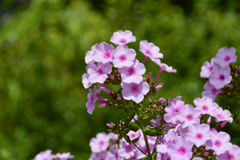 花魁草 おいらんそう の花言葉 思いやりの象徴の花 気になる話題 おすすめ情報館