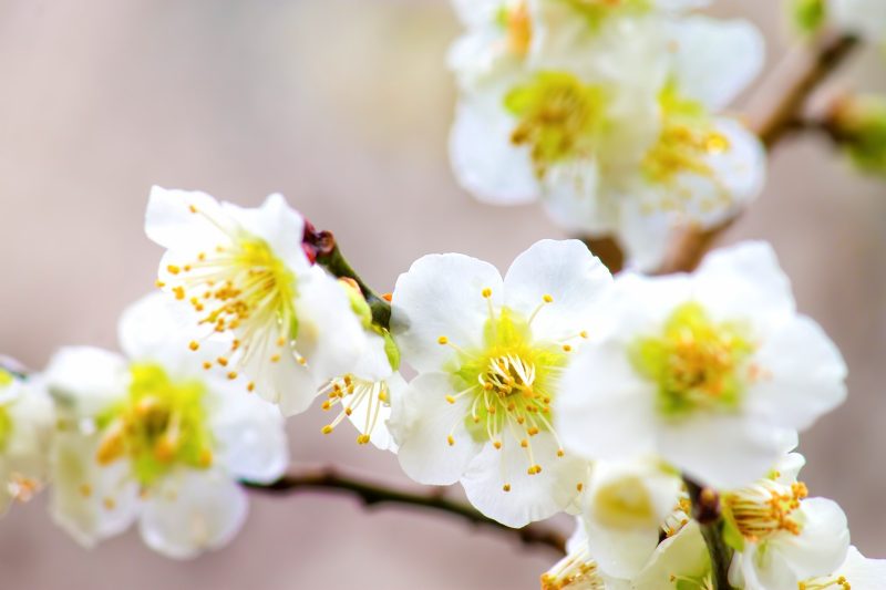 梅 ウメ の花言葉 受験生の味方 縁起のいい梅 気になる話題 おすすめ情報館