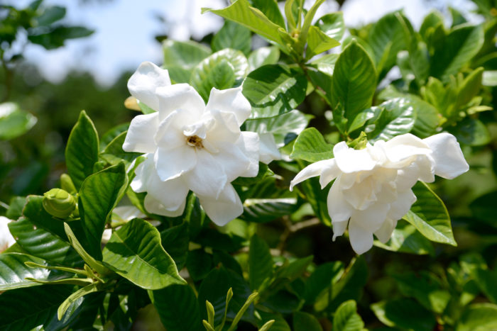 クチナシ 梔子 の花言葉 幸せを象徴する花 使わない方がよい意味も 気になる話題 おすすめ情報館