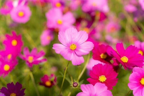 秋桜 コスモス の花言葉 白やピンク 紫 黄色など 色で違う意味が 気になる話題 おすすめ情報館