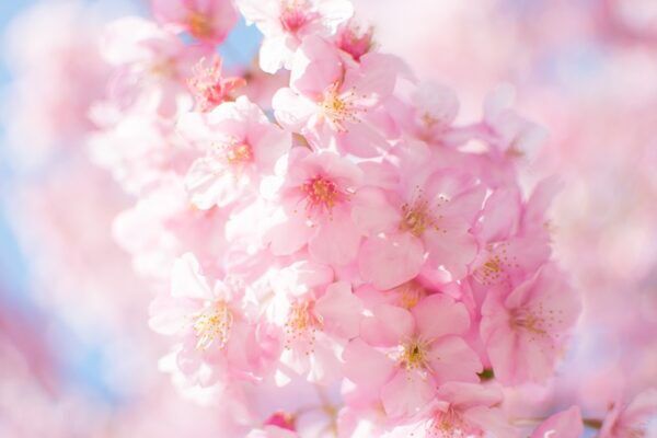 桜の花言葉 美しくて優美ですが はかなくせつない意味も 気になる話題 おすすめ情報館
