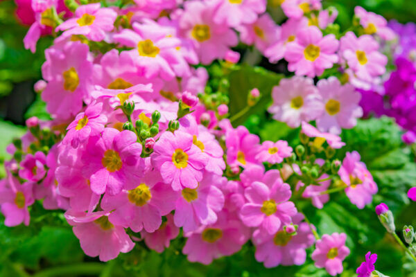 桜草 サクラソウ の花言葉 ピンク 白 赤色で変わる意味も 気になる話題 おすすめ情報館