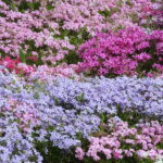 金魚草の花言葉 使わない方がよい意味もある 二つの姿を持つ花 気になる話題 おすすめ情報館