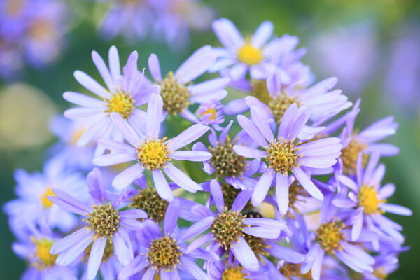 紫苑 シオン の花言葉 西洋の花言葉や 紫 白と色で違う意味も 気になる話題 おすすめ情報館
