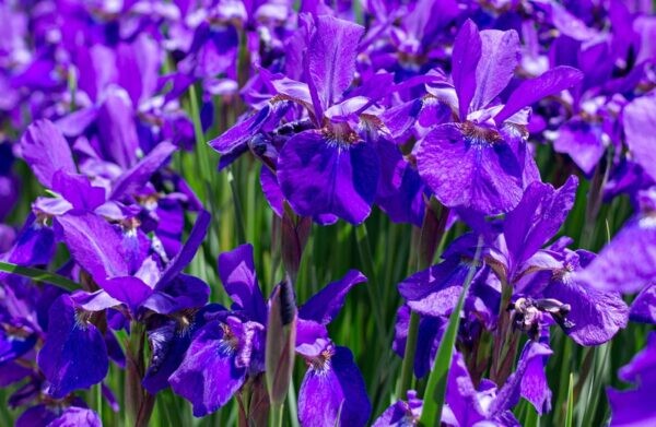 花菖蒲の花言葉 紫色 白色 黄色と色で変わる花言葉の意味 気になる話題 おすすめ情報館