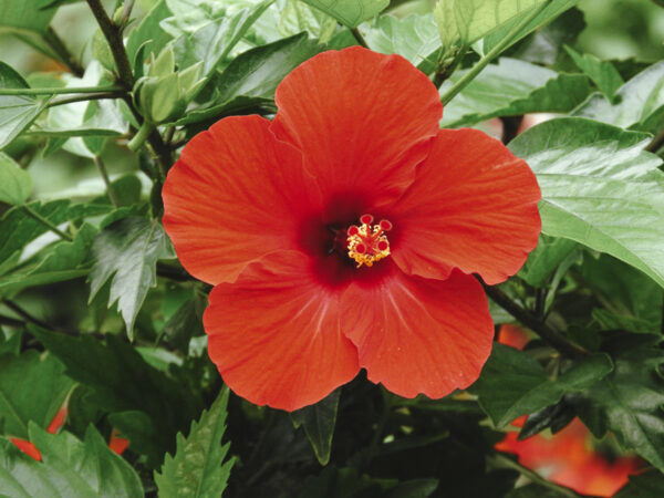 ハイビスカスの花言葉 赤色 白色 ピンク色 オレンジ色と色で変わる意味も 気になる話題 おすすめ情報館