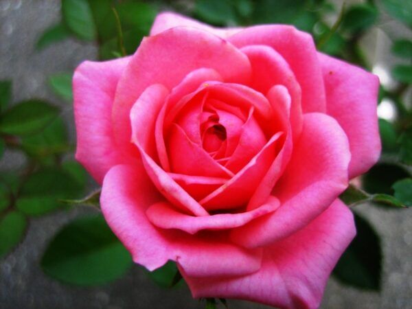 薔薇 バラ の花言葉 色や本数で変わる意味や 使ってはいけない花言葉も 気になる話題 おすすめ情報館