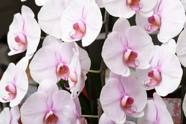 胡蝶蘭 コチョウラン の花言葉 白色 ピンク色 青色と色別の意味も 気になる話題 おすすめ情報館