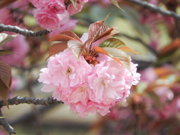 八重桜の花言葉 知識や教養がたくさん詰まった象徴の花 気になる話題 おすすめ情報館