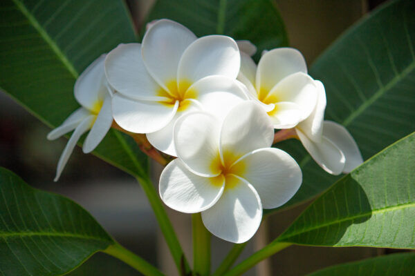 プルメリアの花言葉 ハワイのレイに使われる花がもつ怖い言い伝えとは 気になる話題 おすすめ情報館