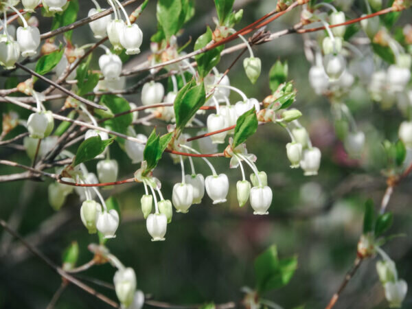 ドウダンツツジの花言葉 中国の春節で飾る縁起の良い種類も 気になる話題 おすすめ情報館