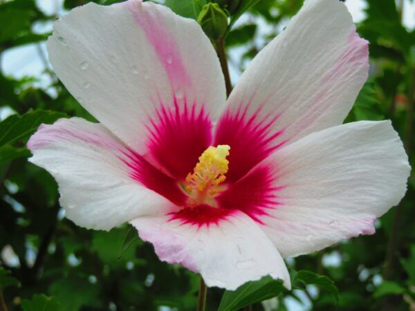 ムクゲの花言葉 信念 の意味を持ち 韓国の国花として選ばれた花 気になる話題 おすすめ情報館