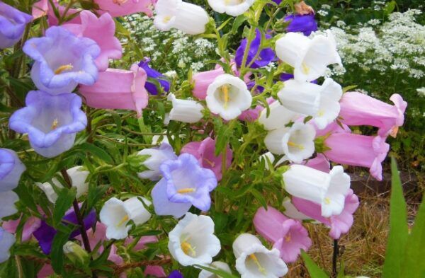 カンパニュラの花言葉 白や青など色別や 怖い花言葉はあるのか 気になる話題 おすすめ情報館
