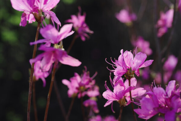 ツツジの花言葉 白 赤 ピンク 紫と色別の花言葉が 気になる話題 おすすめ情報館