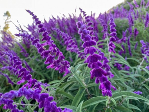 サルビアの花言葉 赤 青 紫 白色の意味 和名や誕生花も 気になる話題 おすすめ情報館