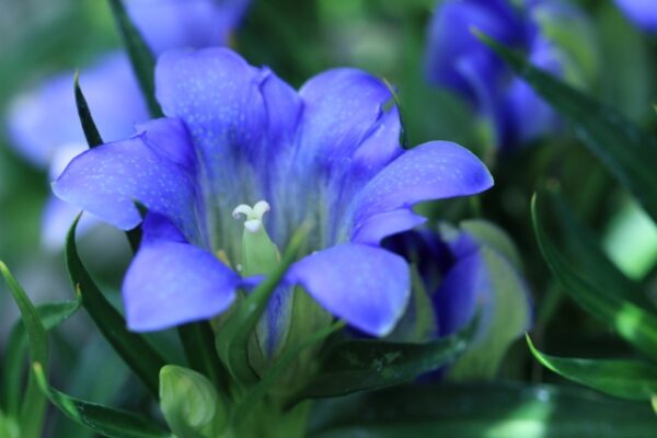 リンドウの花言葉 青 白 紫の色別の花言葉や誕生花は 源氏の家紋の花 気になる話題 おすすめ情報館