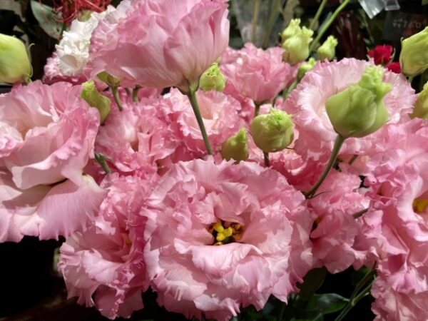 トルコキキョウの花言葉。ピンクや緑など色別の意味や怖い花言葉も