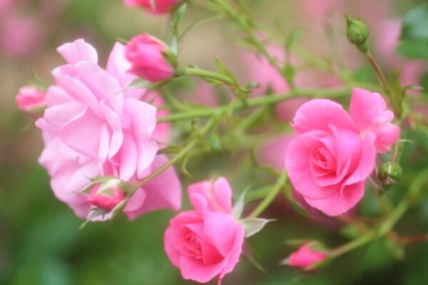 ツルバラの花言葉 名前の由来や誕生花は 奇跡的な花 つるブルームーン とは 気になる話題 おすすめ情報館
