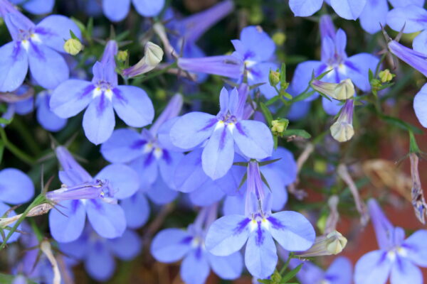 ロベリアの花言葉 誕生花や色別の花言葉も 紫色は怖い意味が 気になる話題 おすすめ情報館