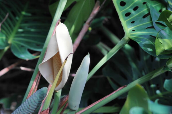 モンステラの花言葉 名前の由来や誕生花は ハワイでは神聖な植物 気になる話題 おすすめ情報館