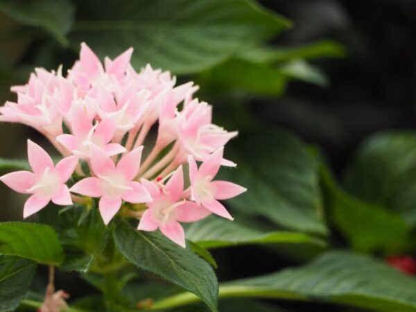 ブバリアの花言葉 白 赤 ピンクと色別の意味や誕生花も 気になる話題 おすすめ情報館